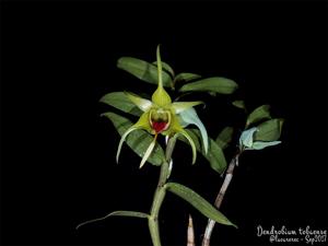 Dendrobium tobaense