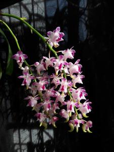 Aerides quinquevulnera