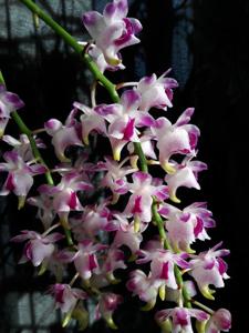 Aerides quinquevulnera