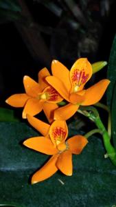 Guarianthe aurantiaca