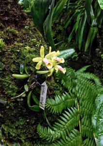 Cattleya luteola