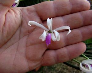 Leptotes bicolor