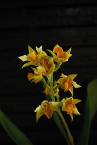 Dendrobium macrophyllum var. macrophyllum