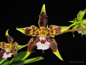 Oncidium hallii