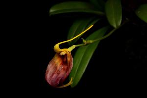 Masdevallia amplexa
