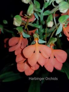 Habenaria rhodocheila