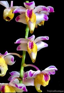 Aerides quinquevulnera