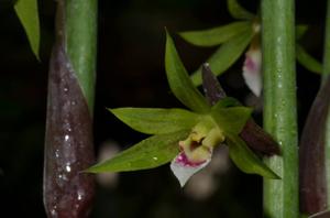 Eulophia euglossa