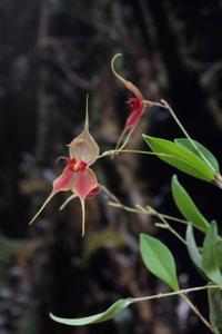 Lepanthes matamorosii