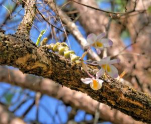 Dendrobium pendulum