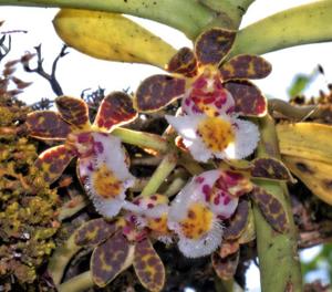 Gastrochilus bellinus