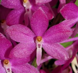 Vanda ampullacea