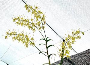 Dendrobium hamiferum