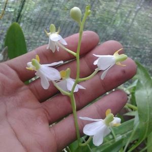 Phalaenopsis pulcherrima