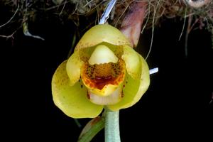 Acineta densa