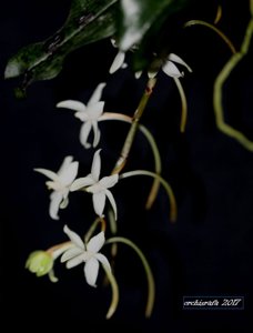 Aerangis mooreana