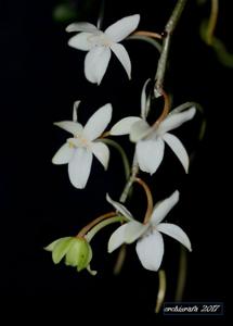 Aerangis mooreana