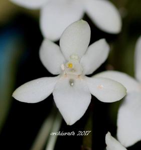Aerangis mooreana