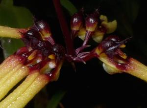 Bulbophyllum brienianum