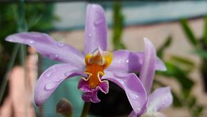 Cattleya reginae
