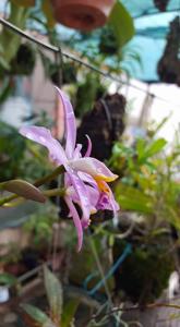 Cattleya reginae