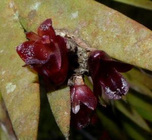 Oxystophyllum minutigibbum