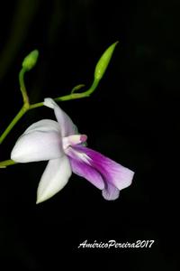 Miltonia regnellii