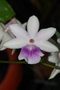 Miltonia regnellii