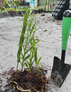 Bromheadia finlaysoniana