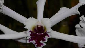 Cattleya crispa