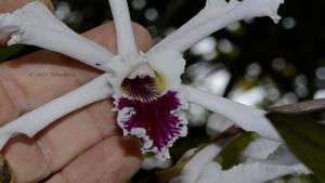 Cattleya crispa