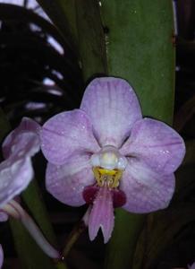 Vanda foetida