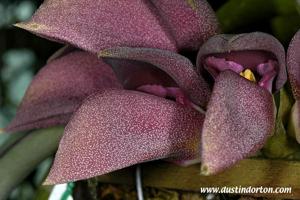 Bulbophyllum orthosepalum