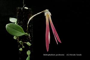 Bulbophyllum plumatum