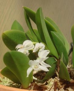 Meiracyllium trinasutum