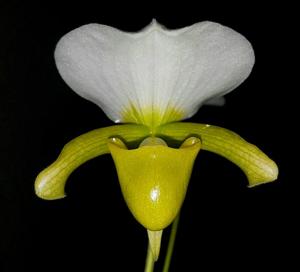 Paphiopedilum charlesworthii