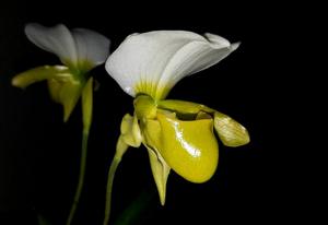 Paphiopedilum charlesworthii