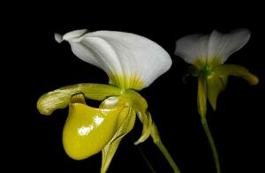 Paphiopedilum charlesworthii