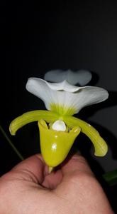 Paphiopedilum charlesworthii