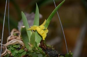 Plectrophora edwallii