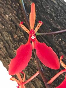 Renanthera imschootiana