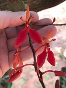 Renanthera imschootiana