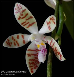 Phalaenopsis sumatrana