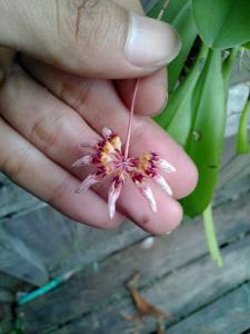 Bulbophyllum auratum