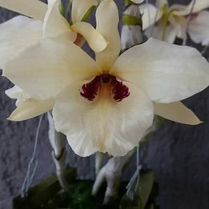 Dendrobium albosanguineum