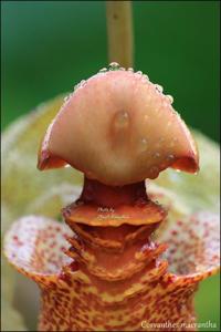 Coryanthes macrantha