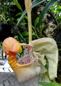 Coryanthes macrantha