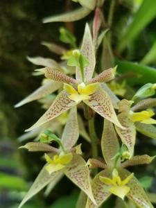 Kegeliella atropilosa
