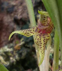 Dryadella simula