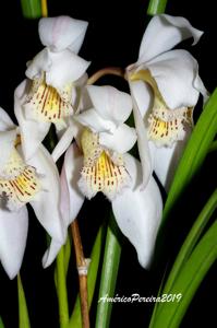 Cymbidium wenshanense